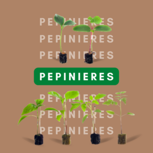 Pepinieres