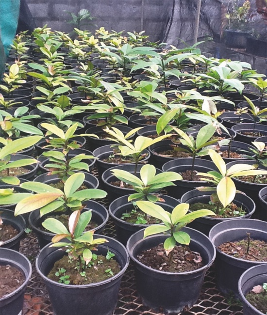 Plants de mangoustan