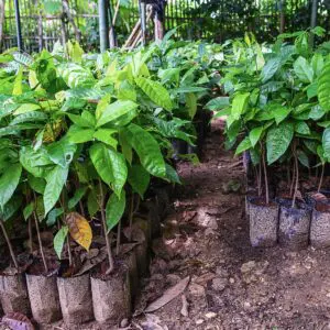 Plant de cacao