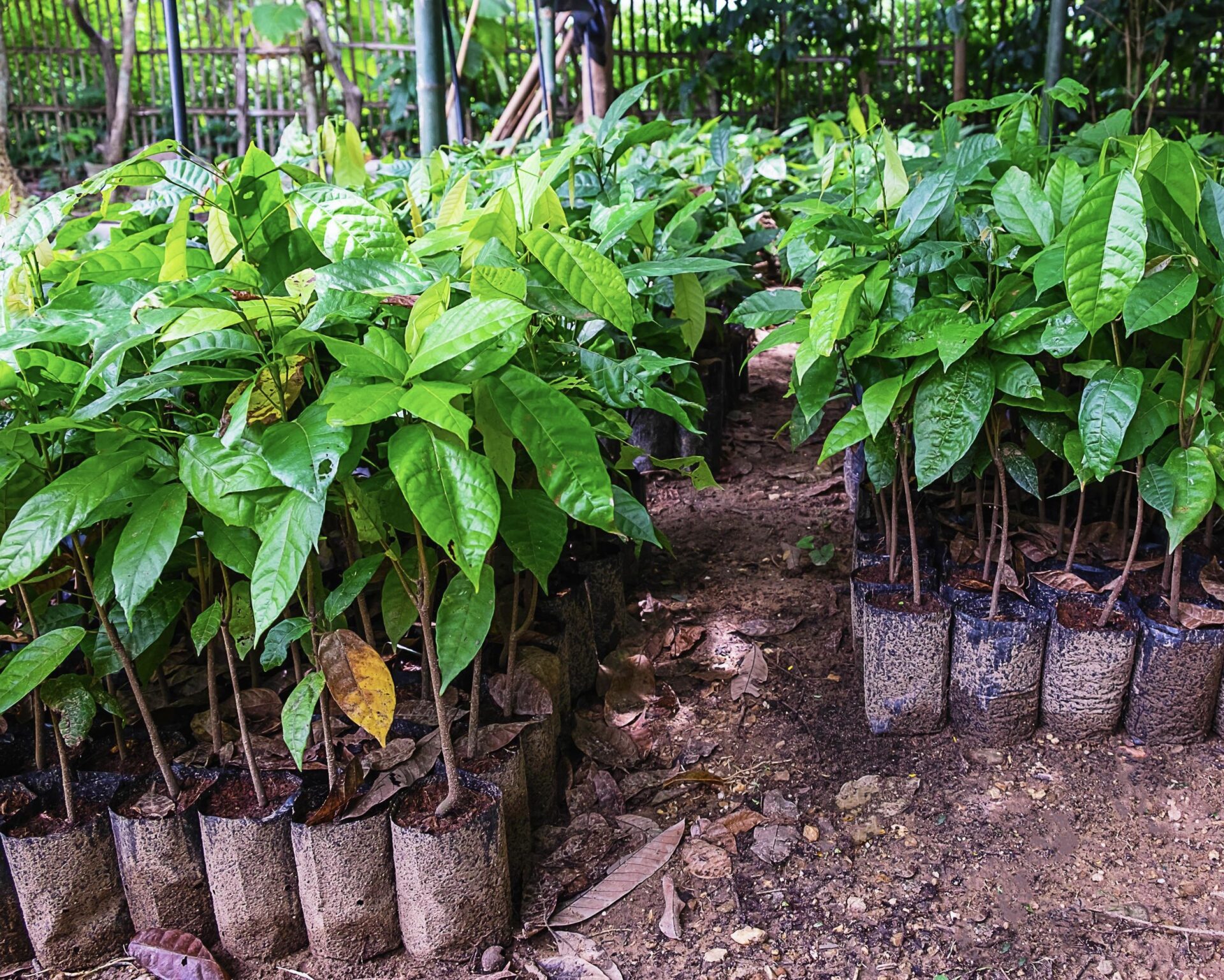 Plant de cacao