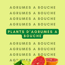 Plants d'agrumes à bouche