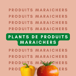 Plants de produits maraichers