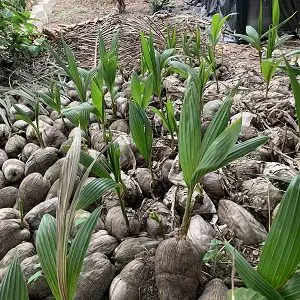 pepiniere de coco