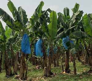 Plantation de banane plantain