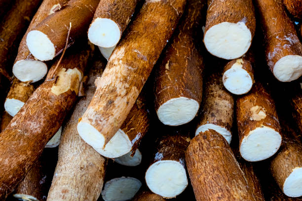 Manioc de Côte d'ivoire