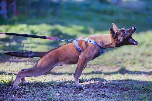 Dressage de chien