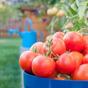 tomates abidjan