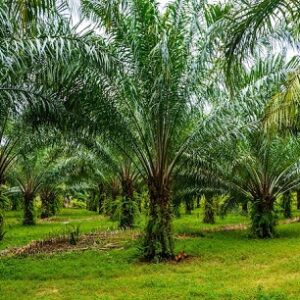 champ de palmier à huile